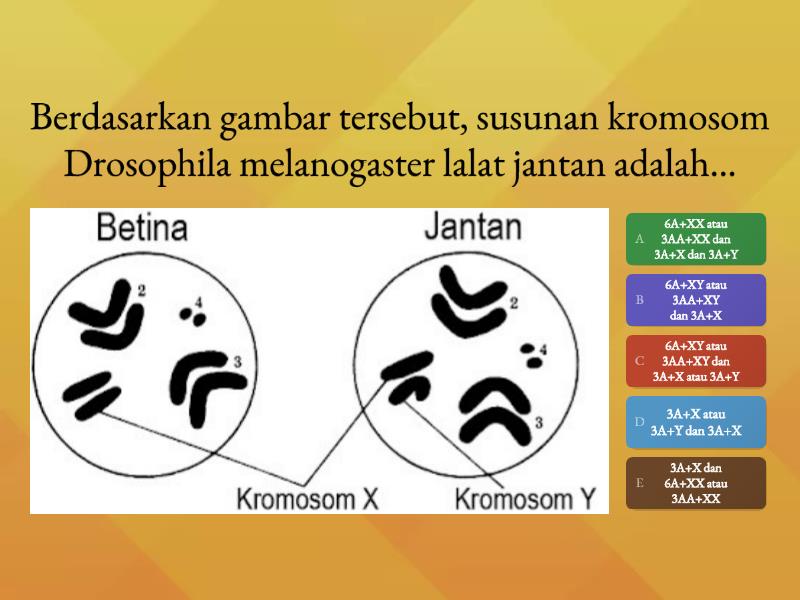 Substansi Genetika - Quiz