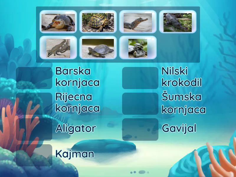 Krokodili i kornjace - Match up