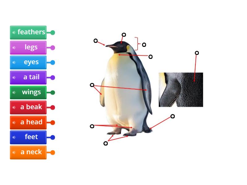 Body parts of a penguin - Labelled diagram