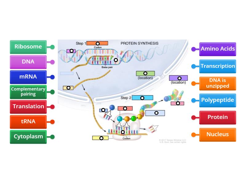 Protein Synthesis Diagram - Labelled diagram image.