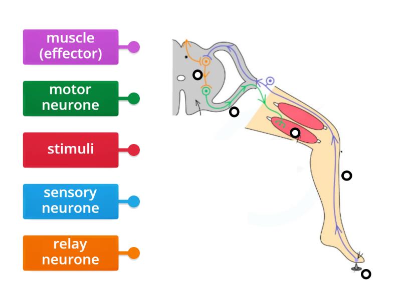 reflex action class 10 diagram