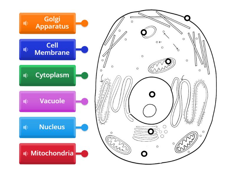 Animal Cell - Labelled diagram