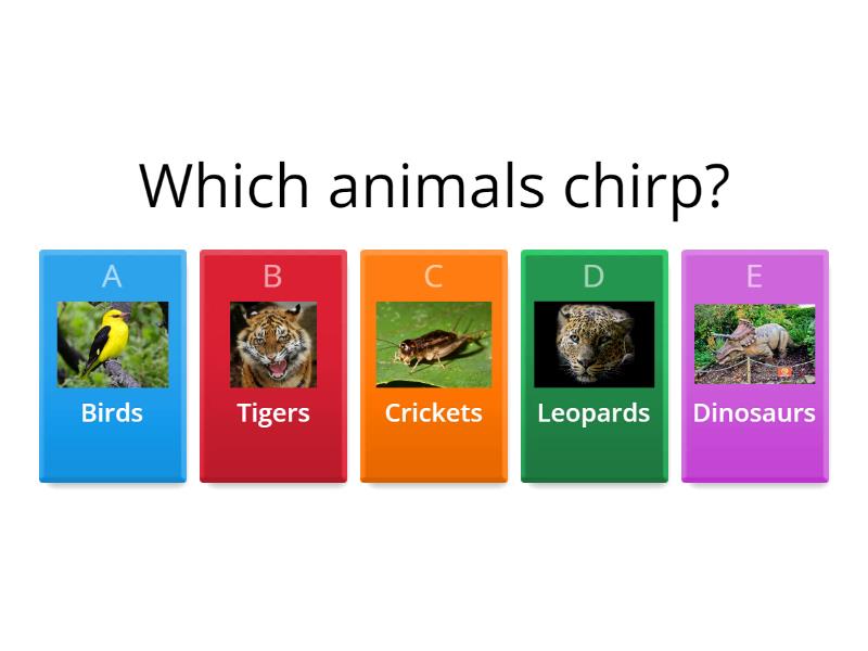 Rainforests 101 overall questions quiz