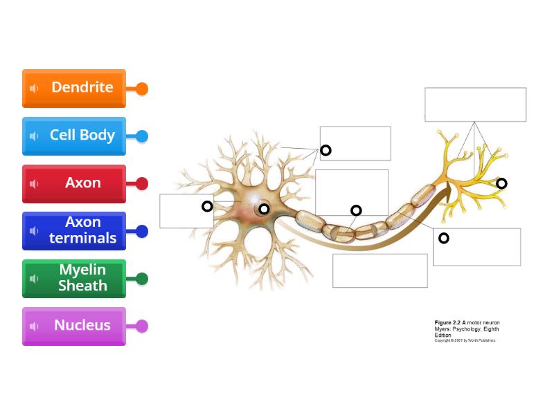 Label The Neuron - Diagrama con etiquetas