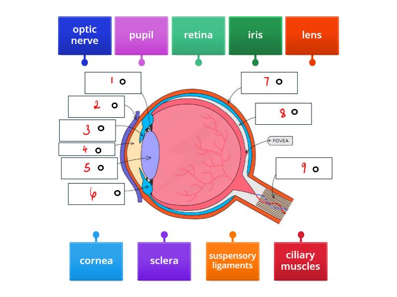 AQA - structures of the eye - Labelled diagram