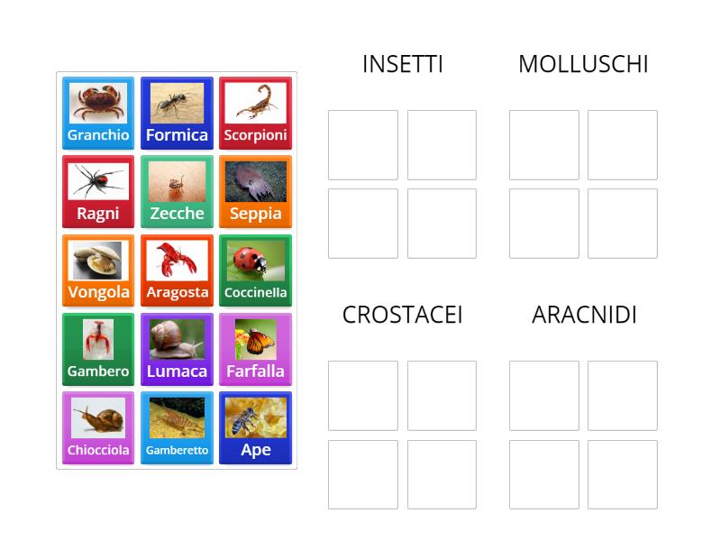 Invertebrati: insetti, molluschi, crostacei, aracnidi. - Group sort