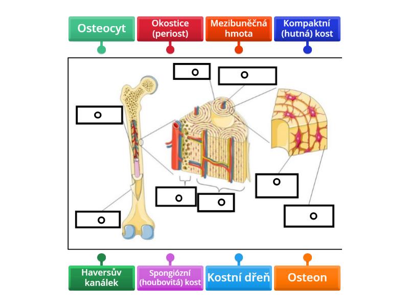 Stavba kosti - Labelled diagram