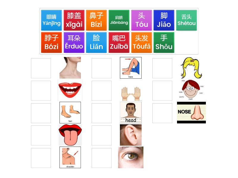 Parts of the Body - matching type - Une las parejas
