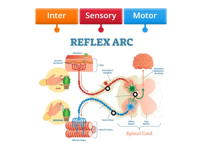 Biology reflex arc neurons - Labelled diagram