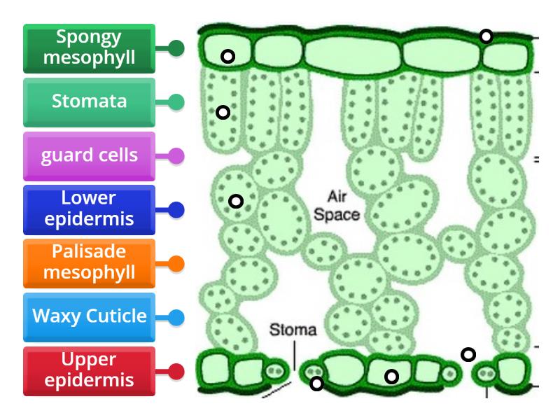 Parts of a leaf KS3 - Labelled diagram