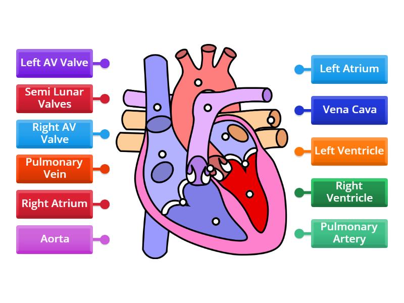 IGCSE Heart Structure - Labelled diagram