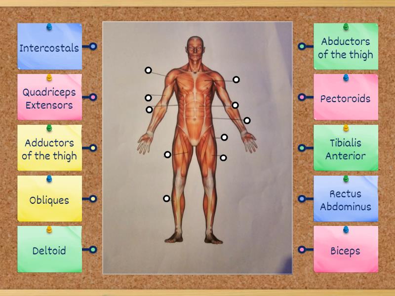 Front Muscles - Labelled diagram