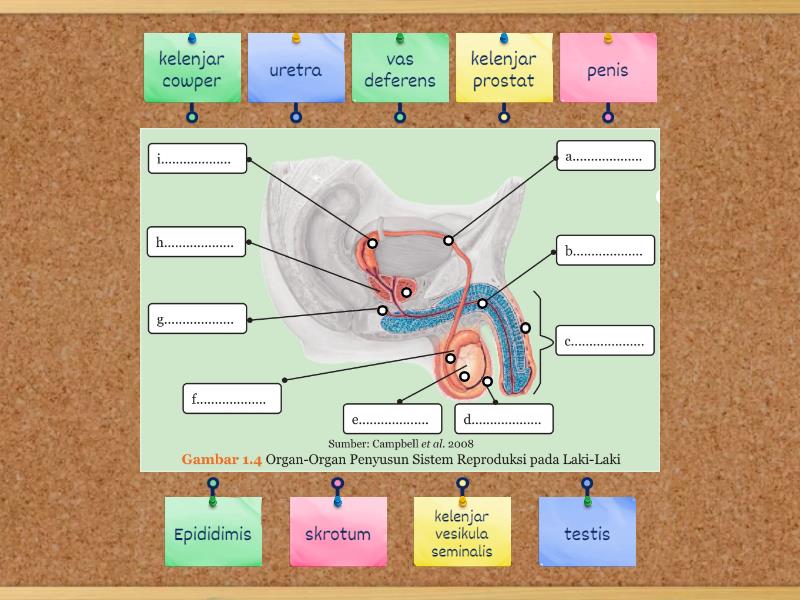 Alat Reproduksi Pria - Labelled diagram