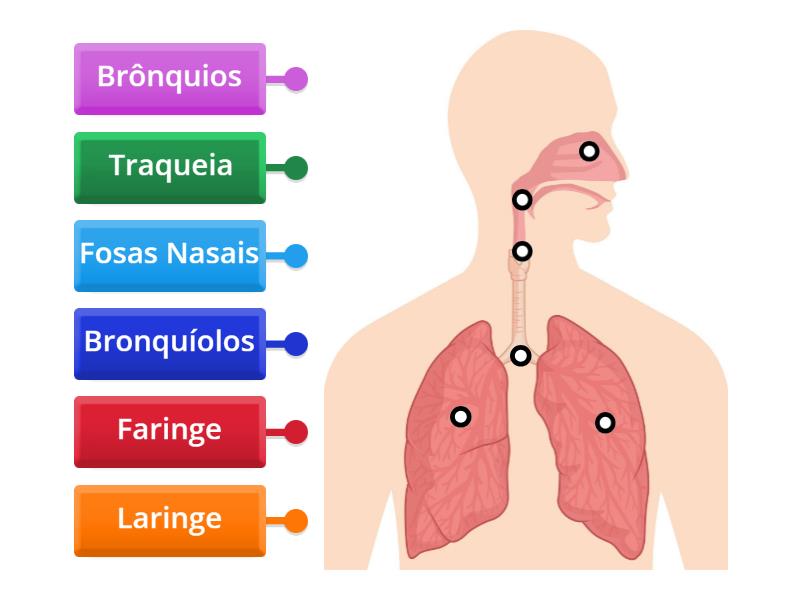 Sistema respiratório - Labelled diagram