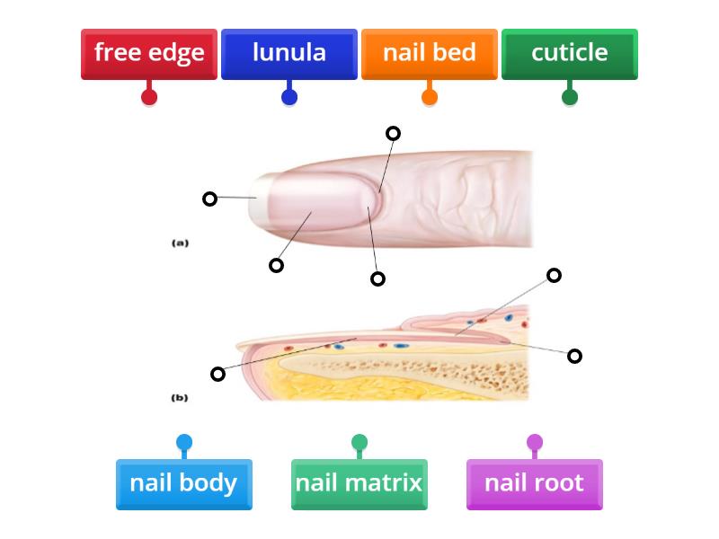 Nail Label - Labelled diagram