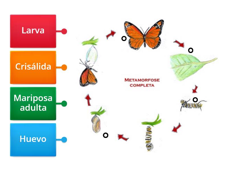 Ciclo de vida de la mariposa Monarca - Labelled diagram