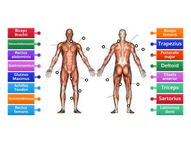 Muscle System - Labelled diagram