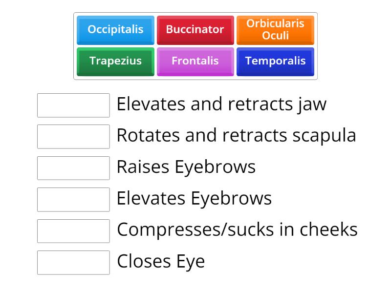Muscles of the Head and Neck - Functions - Match up