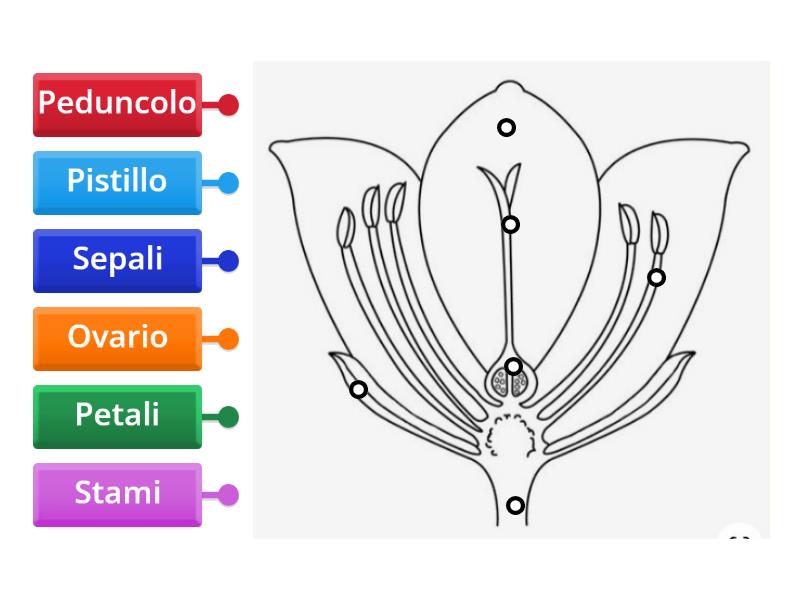 Il Fiore E Le Sue Parti Labelled Diagram