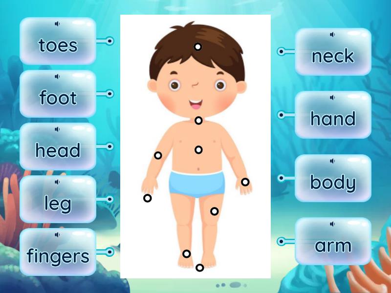 Parts of the body - Labelled diagram