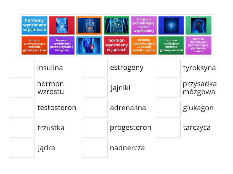 Regulacja Układ Hormonalny Sprawdzian Gimnazjum Memory-Układ hormonalny - Match up