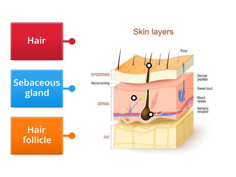 parts of the dermis - Labelled diagram