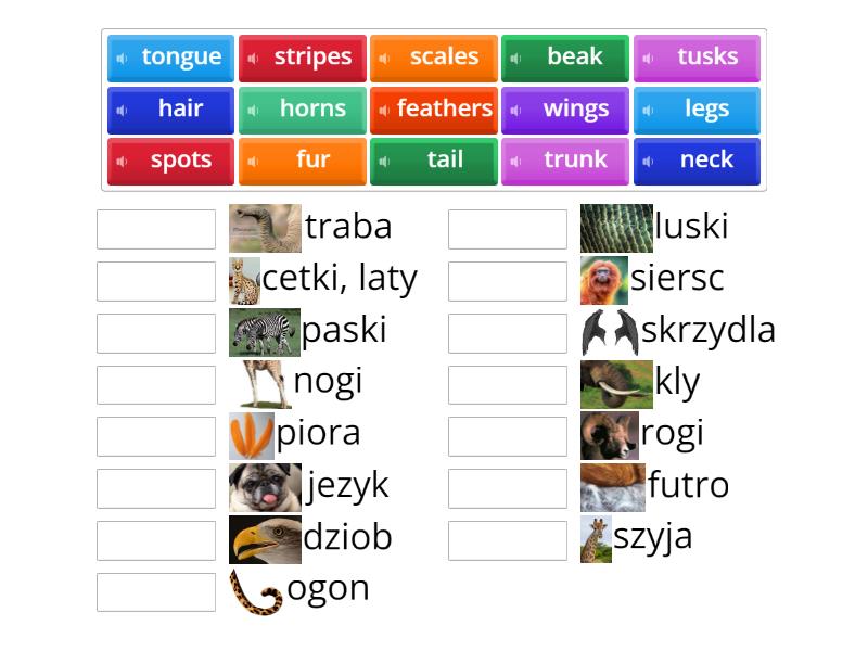 Animal features - Match up
