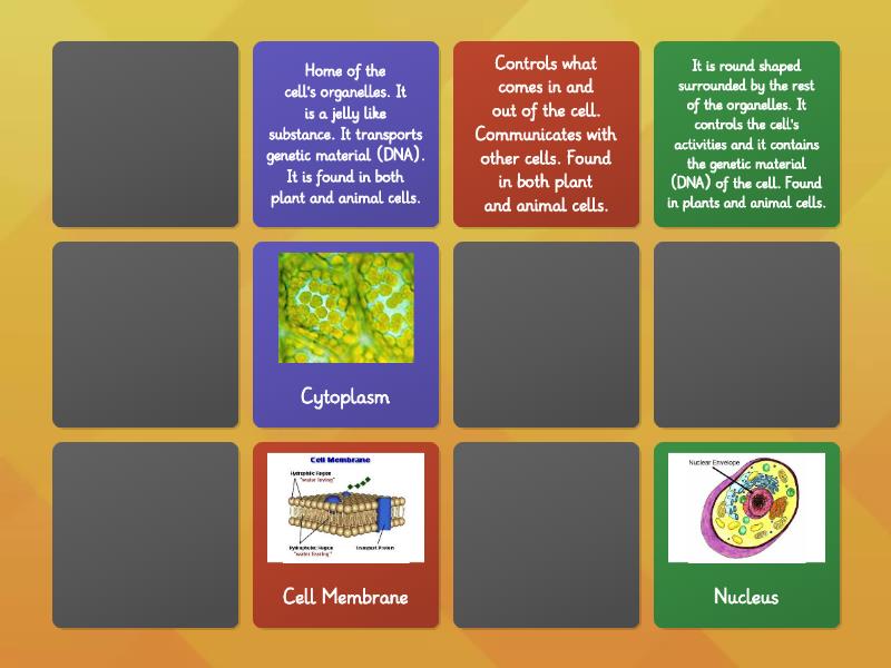 Cell Organelles Parts Of Cells And Their Functions Matching Pairs