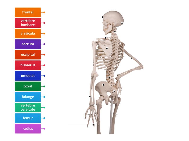 Scheletul Uman Labelled Diagram